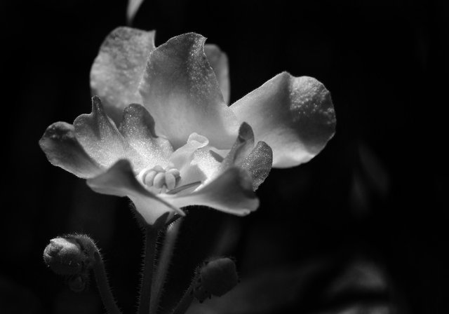 African violet white-purple 3 bw.jpg