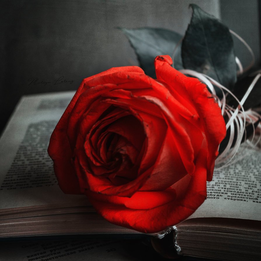 Алый печаль. Элегантные розы. Креативные розы. Изящные розы. Розы стильно.