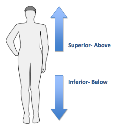 Quadratus femoris мышца. Neuroanatomical terminology. Superior inferior. Superior inferior. Colliculus inferior анатомия.