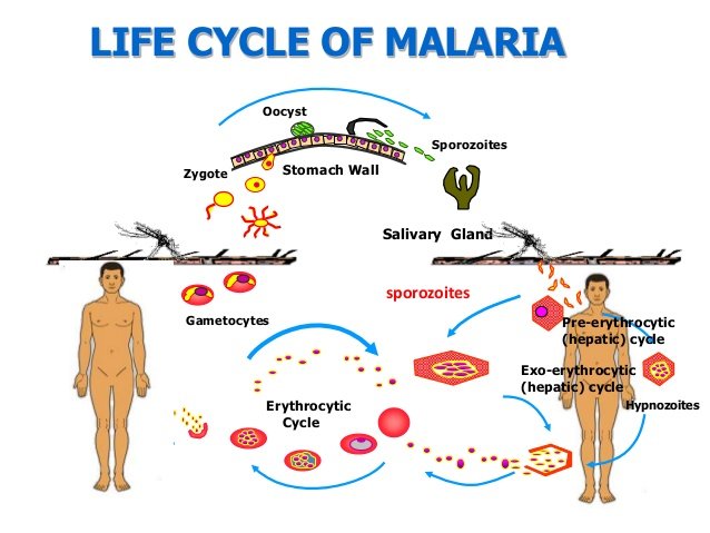 Заражение человека малярией происходит. Malaria Life Cycle. Plasmodium falciparum жизненный цикл. Plasmodium Life Cycle. Plasmodium Vivax жизненный цикл.