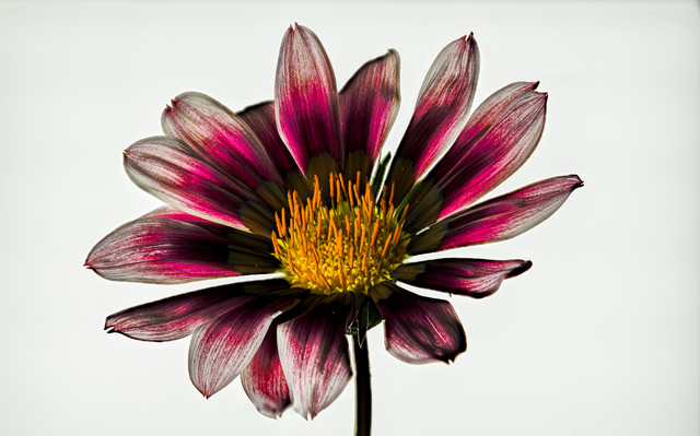 2022-02-12 14-12-15 (C,Smoothing1)-Edit-HDR.jpg
