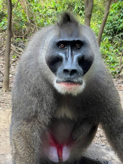Drill Monkey - Nigeria’s Mysterious and Endangered Forest Primate — Steemit