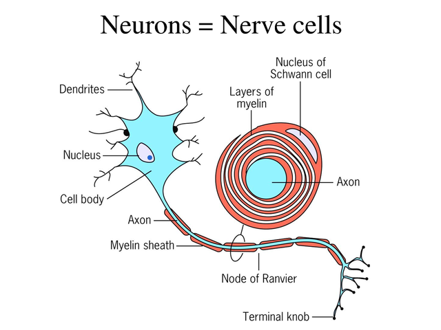 Neurons or nerve cells - Structure function and types of neurons ...
