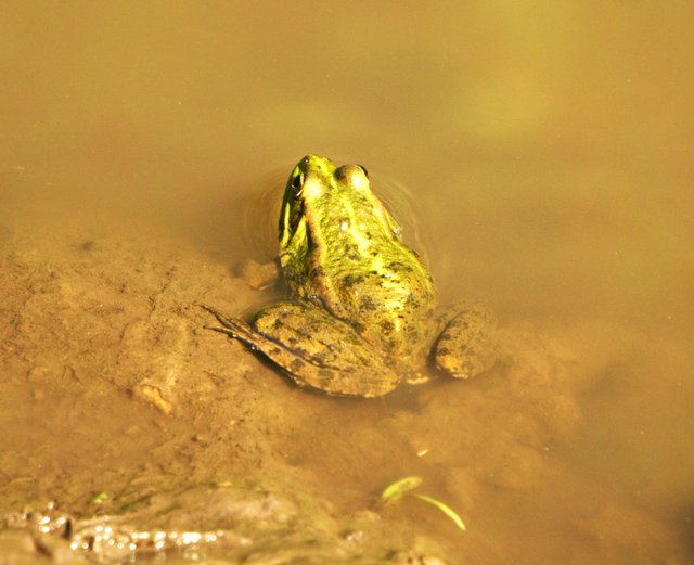 DSC07982-1.jpg
