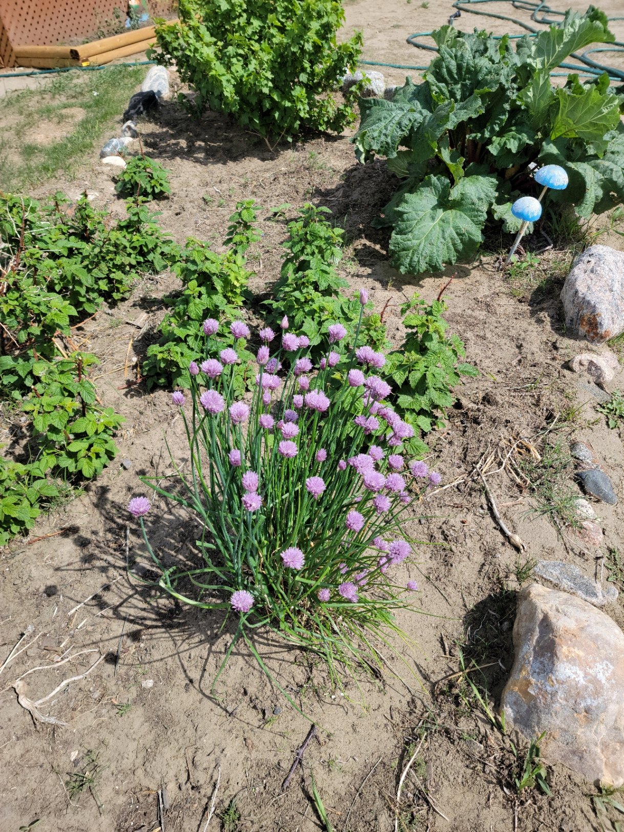 nice garden bed