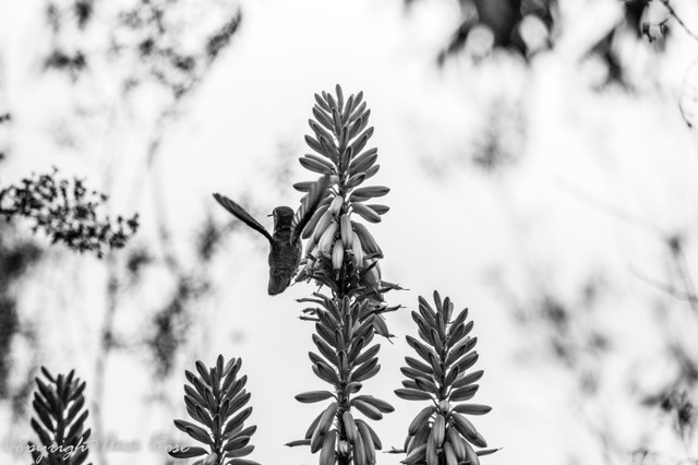 _MG_8452-2.jpg