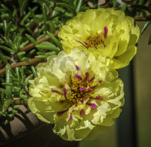 DSC04213-2.JPG
