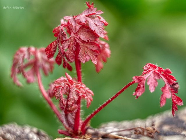 14291898_1.jpg