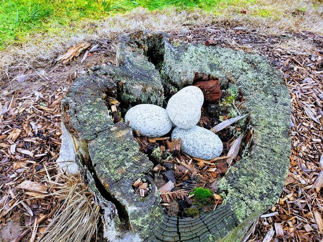 stumpRocks.jpg