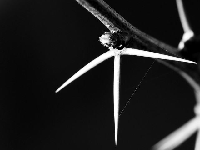 bwP4080674.JPG
