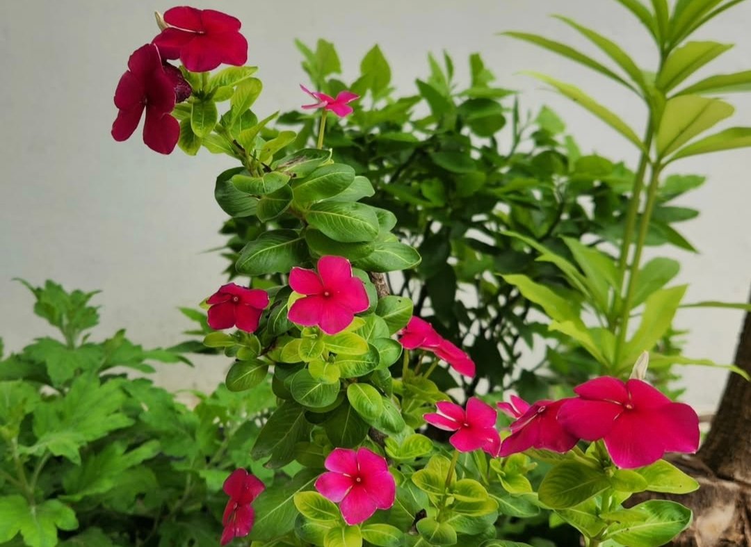 Madagascar Periwinkle: Small Petals, Steady Hope