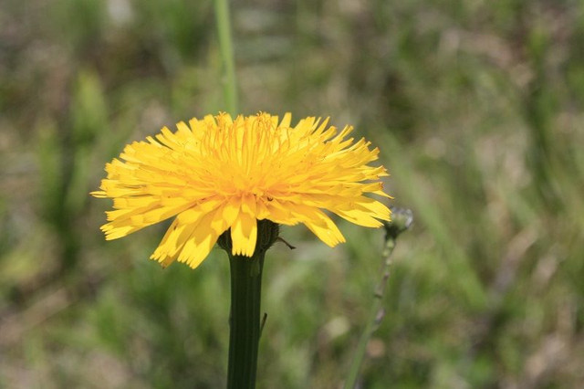 flower 2.jpg