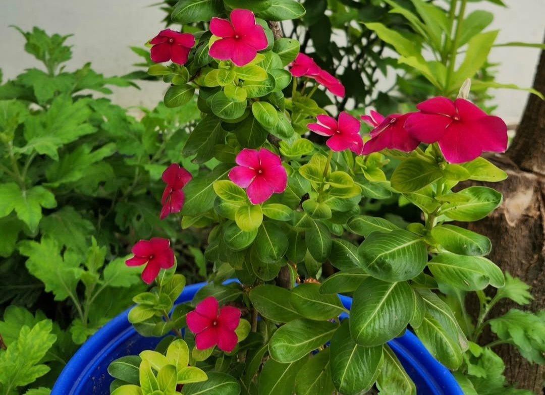 Madagascar Periwinkle: Small Petals, Steady Hope
