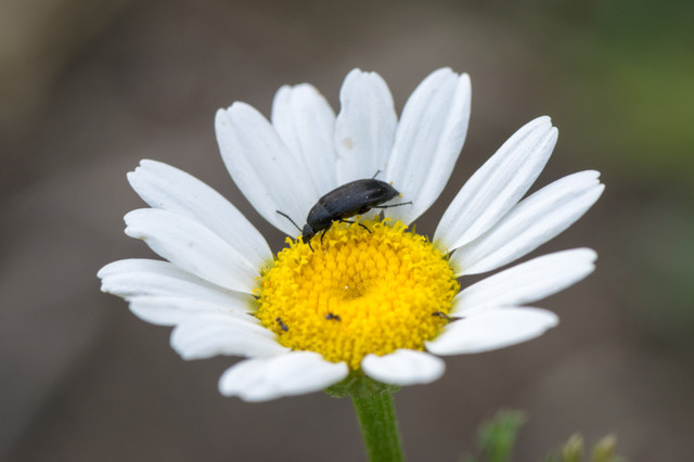 Beetle on a Daisy