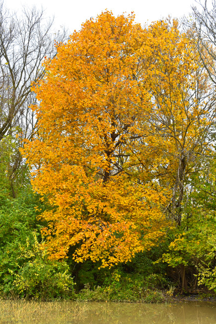DSC_0025-1.jpg
