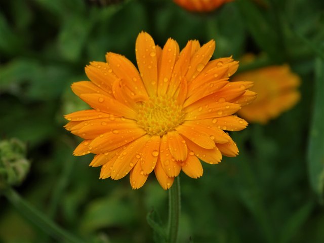 DSC06942_1.jpg