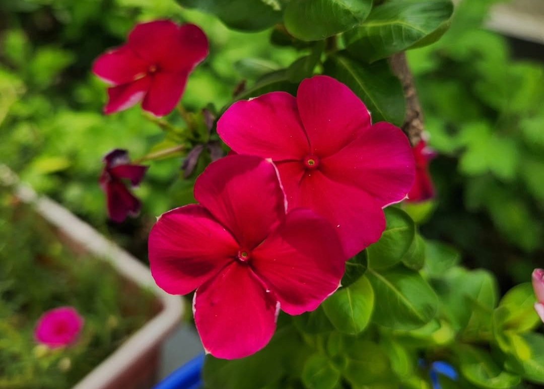 Madagascar Periwinkle: Small Petals, Steady Hope