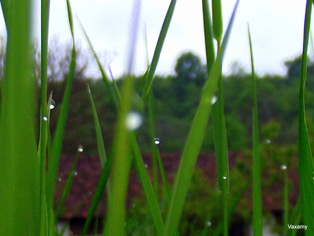 1-DSCF0600.JPG