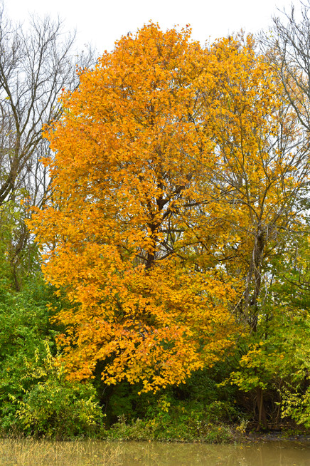 DSC_0023-1.jpg
