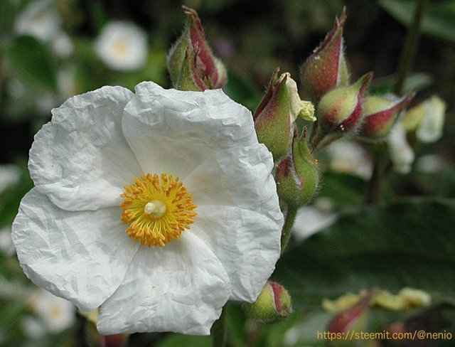 a-flower06.jpg