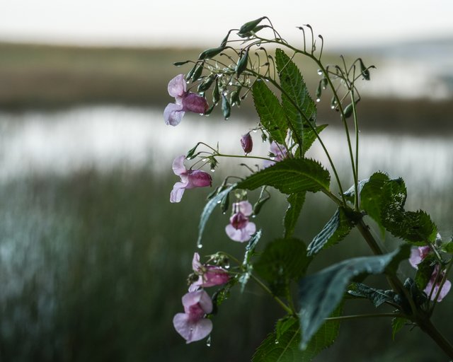 DSC01080-2.jpg