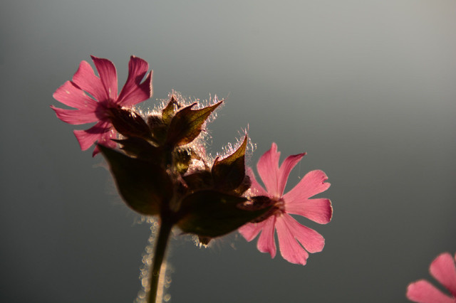 DSC_4946-k.JPG