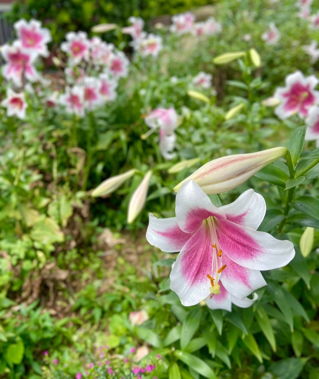 皇家百合：为每个花园带来优雅的华美之花