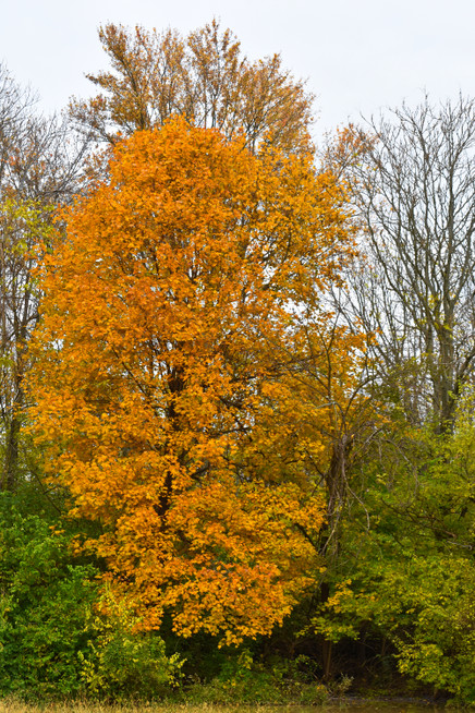 DSC_0010-1.jpg