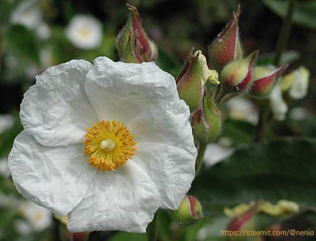 a-flower06.jpg