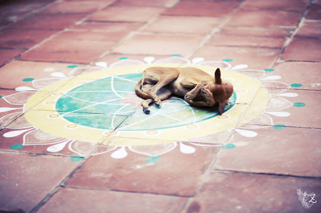 agra-pup-1.jpg
