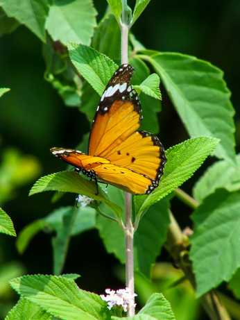 DSCF8027-1.JPG