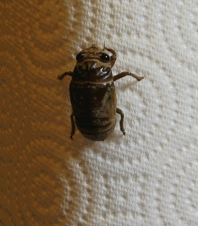 ROACHbirth.gif