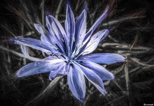 Chicory-ST.png