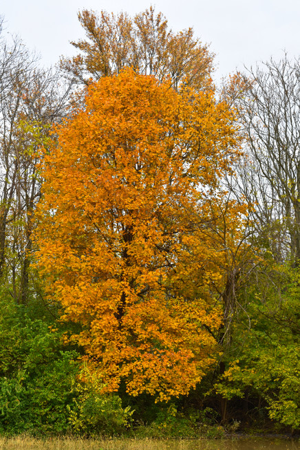 DSC_0011-1.jpg