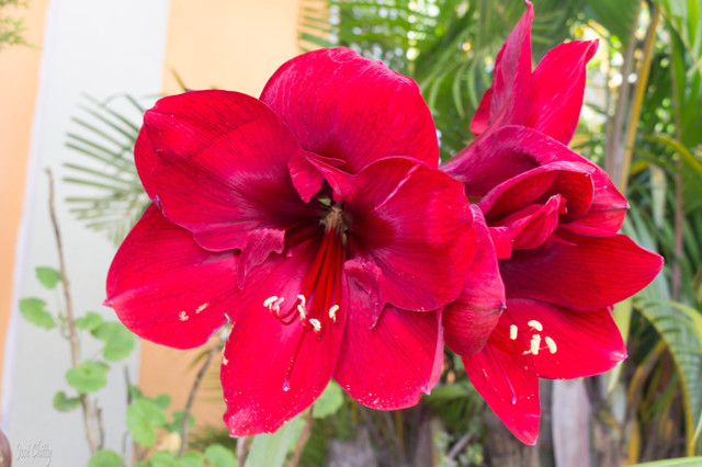 red-flower.jpg