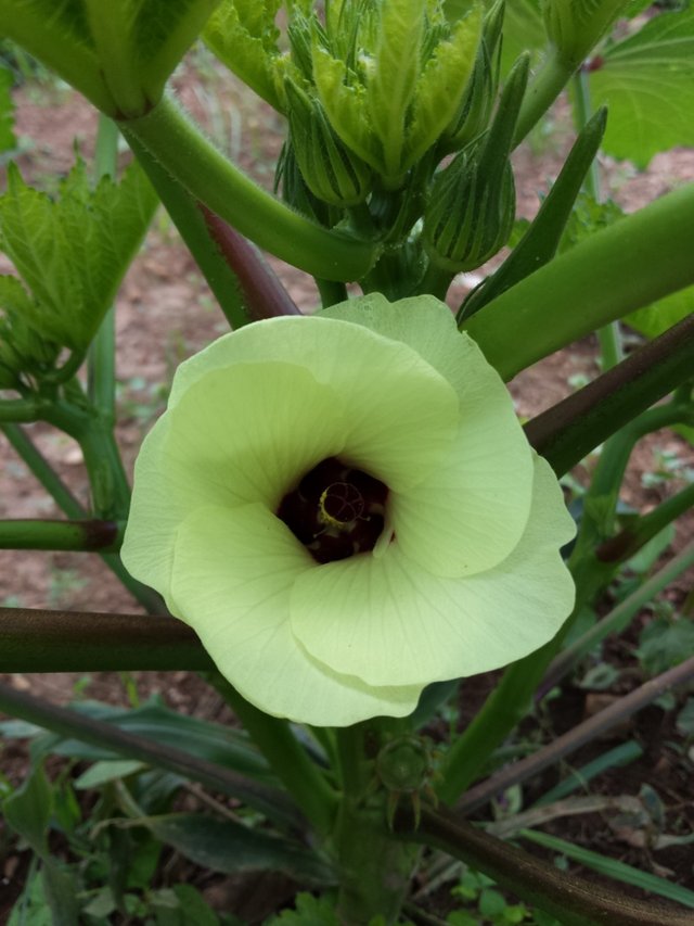 okra_bloom.jpg