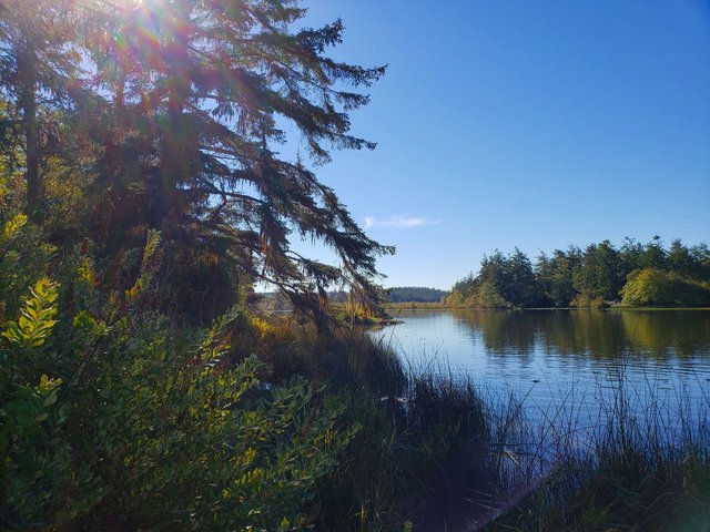 treeByLake.jpg