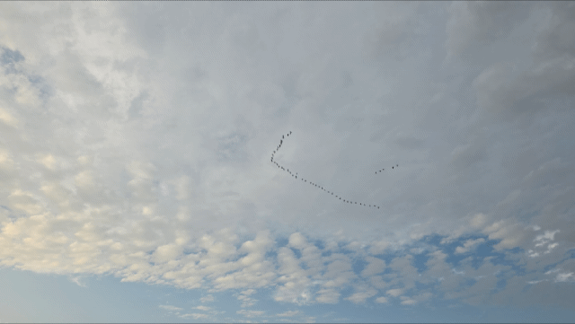 1000176416.gif