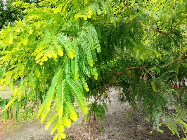 The tamarind tree — Steemit