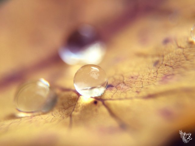 i-macro-39.jpg