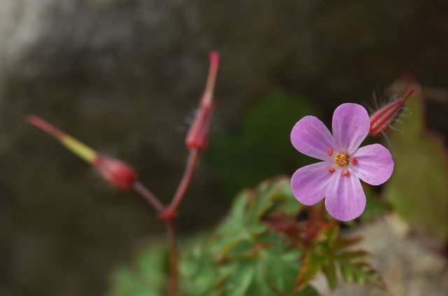 florecilla.jpg