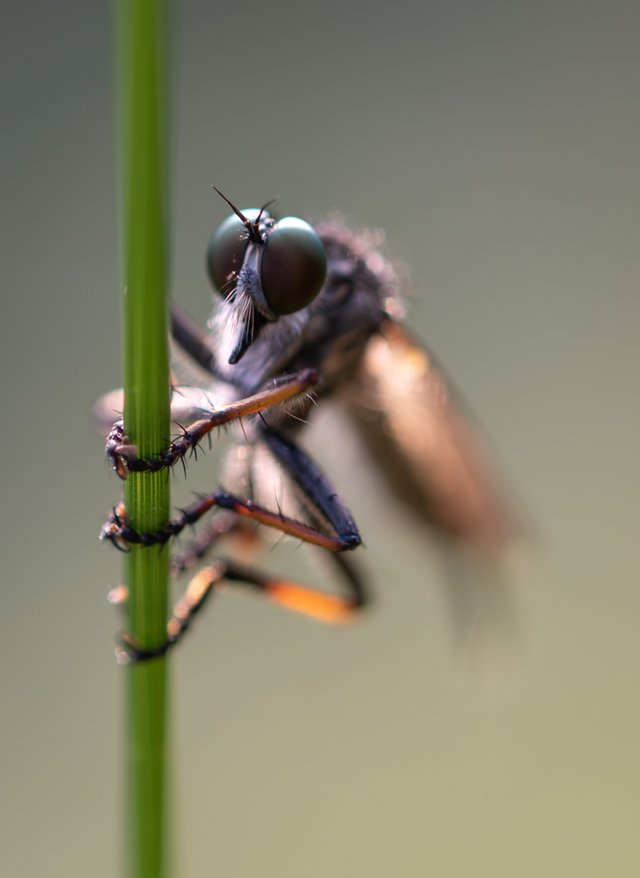 DSC03631-1.jpg