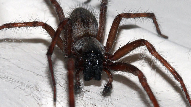 Arachnida Araneae Desidae Badumna insignis Black house spider Bedroom 2018-01-04 n2.jpg