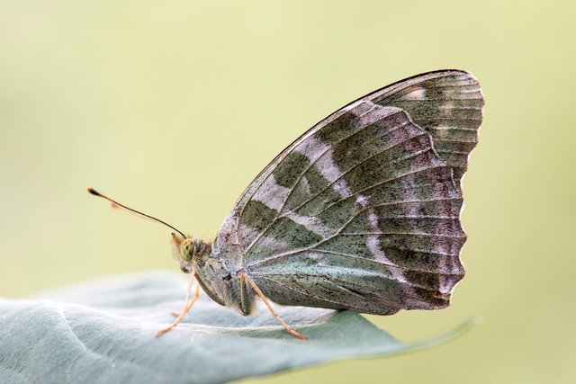 Kaisermantel (Argynnis paphia f. valesina)_CI4A2987-BF.jpg
