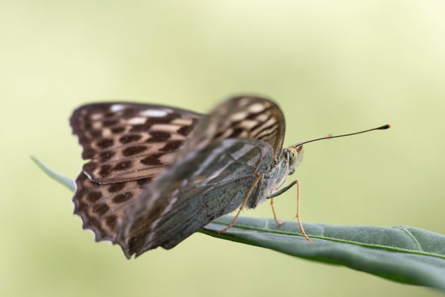 Kaisermantel (Argynnis paphia f. valesina)_CI4A3013-BF.jpg