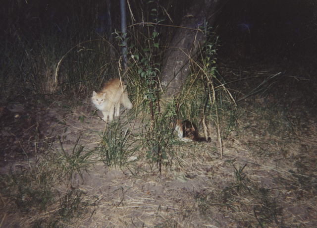 2000's apx maybe black blond white striped cat-2.png