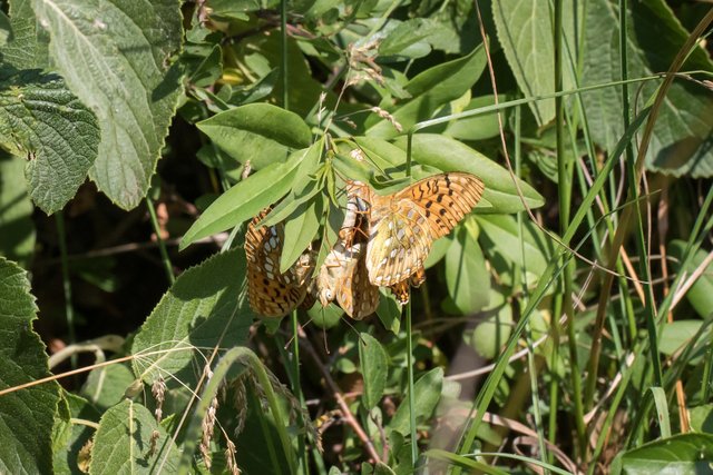 Feurige Perlmutterfalter (Argynnis adippe)_CI4A0261-BF-2.jpg