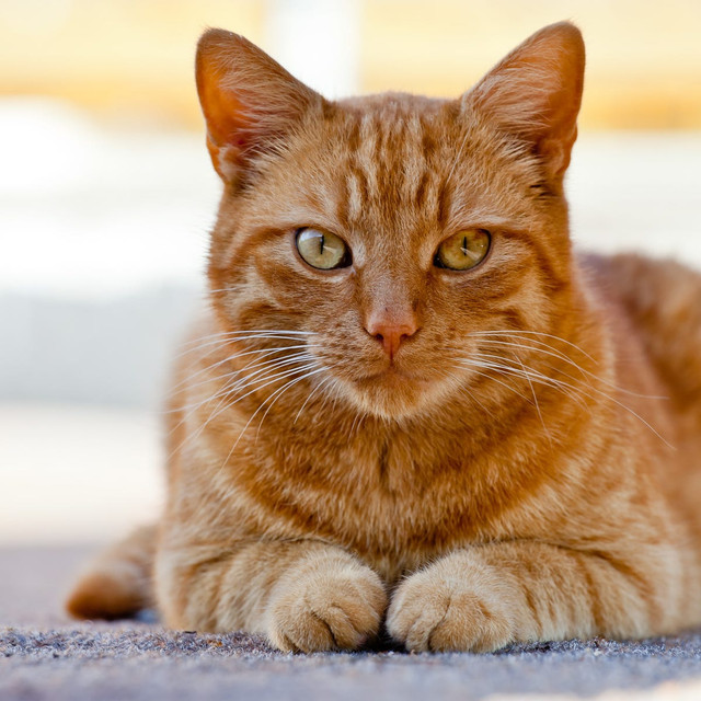 portrait-of-cat-sitting-outdoors-royalty-free-image-1701438826.jpg