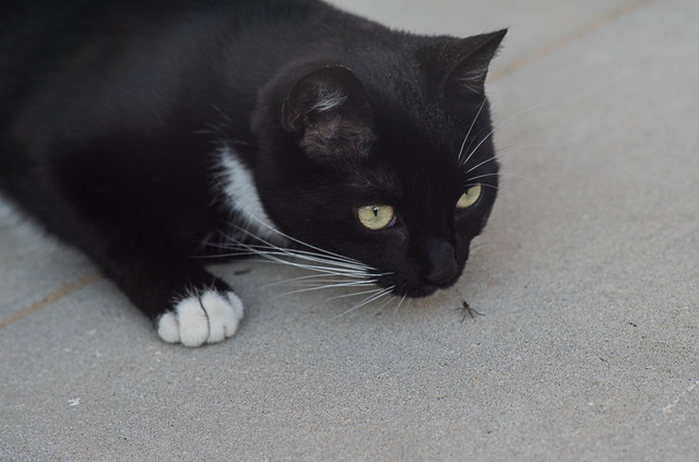 20-04-2018-jinx-03937.jpg