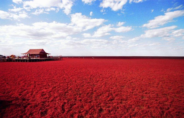 Red Beach / 红海滩 / 붉은 해변 — Steemit